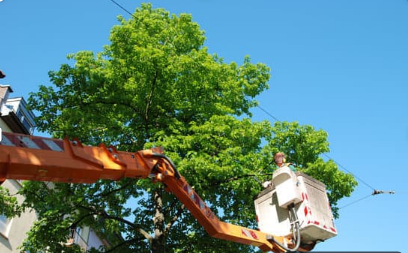 AVA Tree Services Image